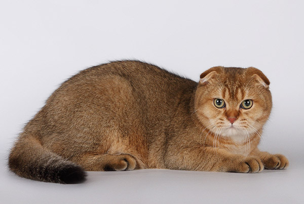 Обзор редких и популярных окрасов шотландской вислоухой кошки