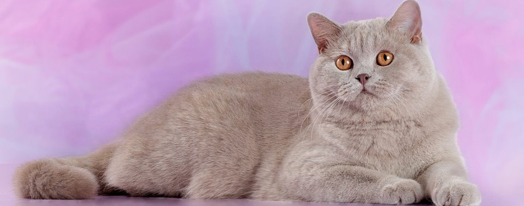 Самые редкие и интересные окрасы Британских кошек: фото и описание каждой из расцветок