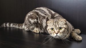 Знакомьтесь: Шотландская вислоухая кошка (скоттиш фолд). Особенности породы и характер питомцев