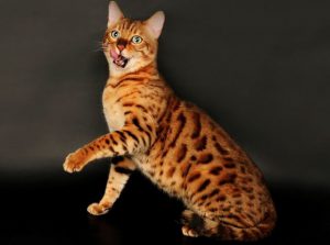 Описание бенгальской кошки, особенности ухода за питомцем, цена