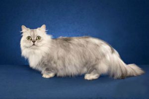 Наполеон: уникальная порода карликовых домашних котов
