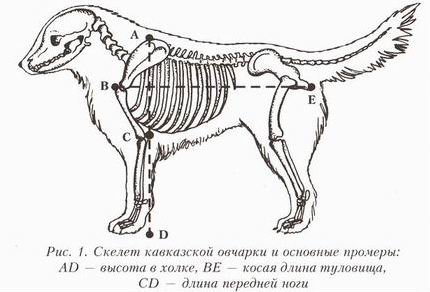 Как продлить жизнь своему любимцу Кавказская овчарка: сколько живут собаки, советы по содержанию