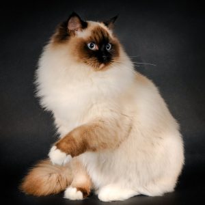 Милый и пушистый голубоглазый питомец Бирманский кот: отзывы владельцев, описание породы