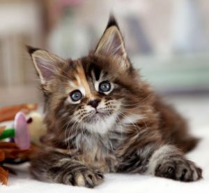 Как интересно назвать кошку породы Мейн Кунов: клички для мальчиков и девочек