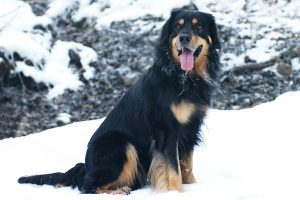 Немецкая сторожевая собака ховаварт: сочетание выносливости и героизма