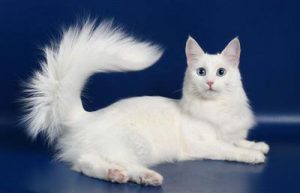 Рекомендации по уходу и содержанию за кошками породы турецкая ангора