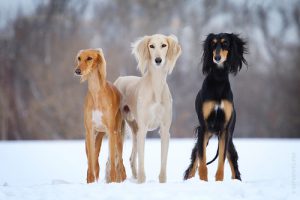 Салюки или персидская борзая: собаки с восточной загадочностью