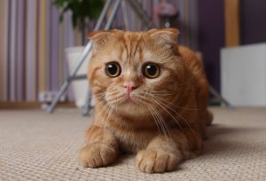 Характер британской вислоухой кошки, уход за ней, цена на плюшевых питомцев