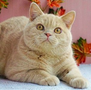 Милые, хорошие и заботливые Британские коты: характеристика породы, сколько стоит