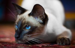 Что представляет собой сиамская кошка: характер, содержание, цена