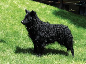 Подробный обзор всех известных пород черных овчарок: описание и характер собак