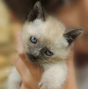 Топ лучших и уникальных имен для Сиамского кота и кошки: как назвать домашнего любимца?