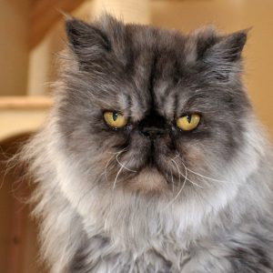 Самая пушистая и хмурая порода кошек Персидская: сколько они живут в домашних условиях, описание