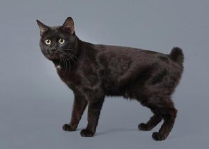 Уникальная кошка курильский бобтейл: лекарь и друг