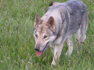 Дикая порода волчья собака сарлоса: как вырастить надежного и социализированного друга