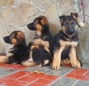 Самая умная и верная собака Немецкая овчарка: разновидности, как правильно выбрать щенка?