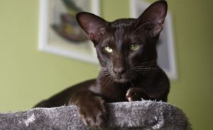 Ориентальная кошка: советы по уходу за утонченной красавицей с Востока
