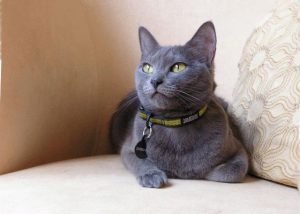 Царственная русская голубая кошка: характер и содержание домашнего питомца