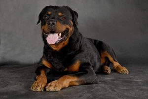 Собака ротвейлер: как содержать питомца крупного размера