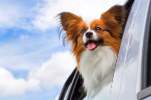 Забавный французский папильон (папийон): описание собак с роскошным окрасом