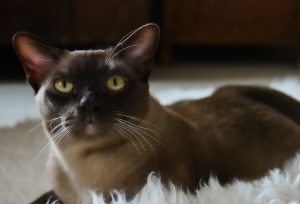 Изящная азиатская бурманская кошка (бурма): происхождение и характер