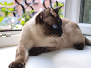 Тайский кот: особенности характера и содержания