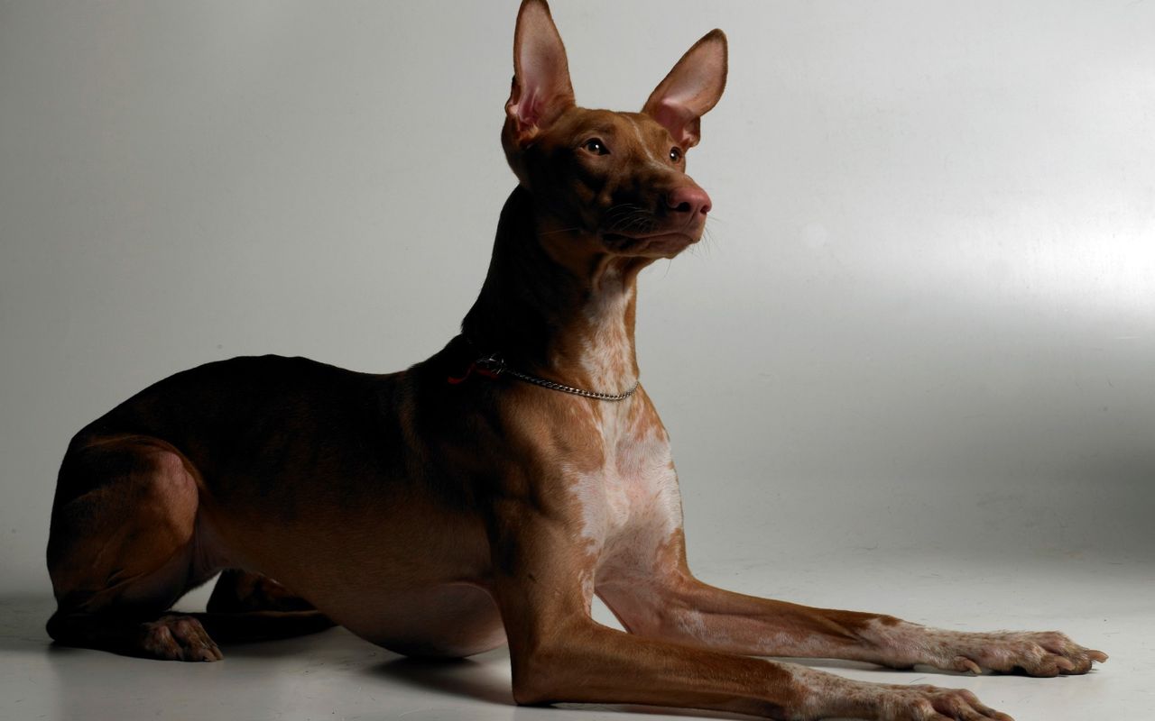 Добродушная и спортивная собака египетская фараонова: особенности породы