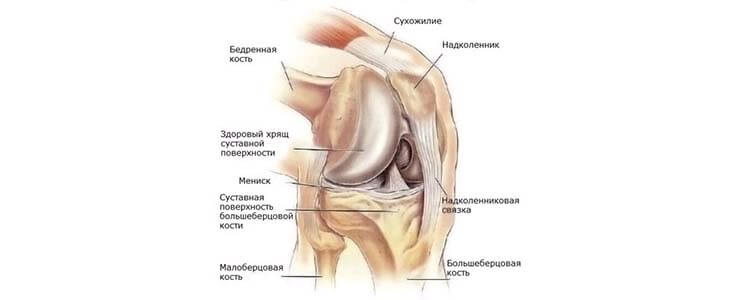 Строение коленного сустава – костные структуры