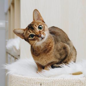 Знакомимся с оригинальной кошкой Абиссинской породы: характер и отзывы владельцев о содержании