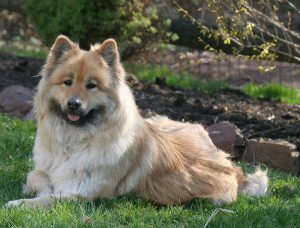 Собака немецкой породы евразиер: отличная нянька и настоящий друг