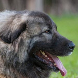 Как продлить жизнь своему любимцу Кавказская овчарка: сколько живут собаки, советы по содержанию