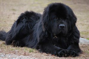 Собака-спасатель московский водолаз: характеристика породы