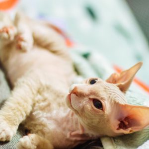 Уникальная и очень редкая порода кошек Велюровый Сфинкс: описание и характер