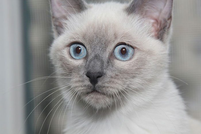 Какого цвета глаза сиамской кошки
