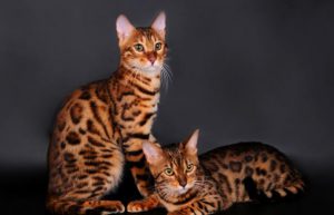 Экзотическая бенгальская кошка с леопардовой расцветкой: внешний вид и характер