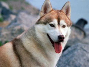 Разновидности собаки лайки: особенности породы, происхождение
