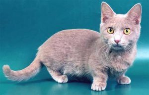 Манчкин: экзотическая порода кошек с короткими лапками