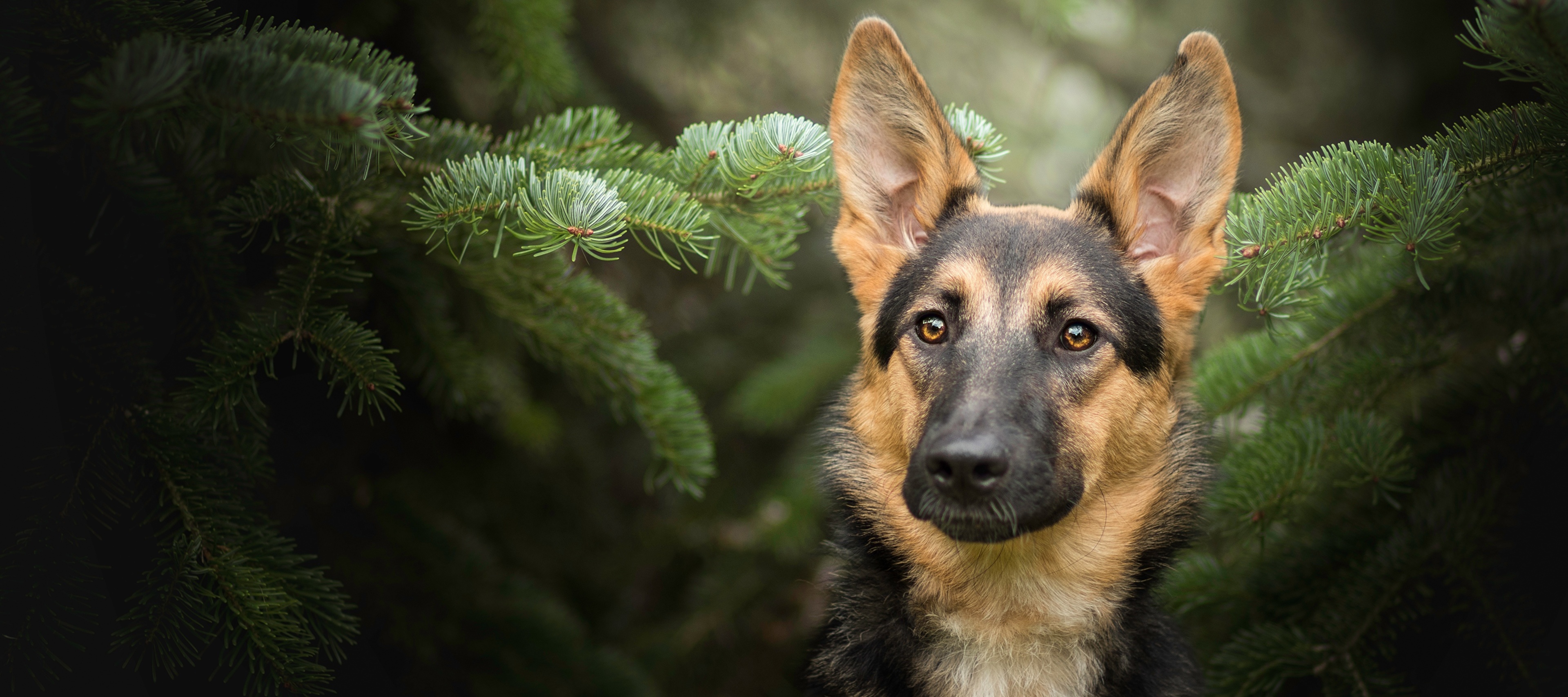 Главные правила для увеличения продолжительность жизни Немецкой овчарки: сколько лет живут собаки?