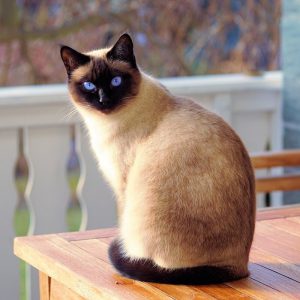 Изящный домашний питомец с уникальным окрасом Сиамская кошка: подробное описание всех цветов