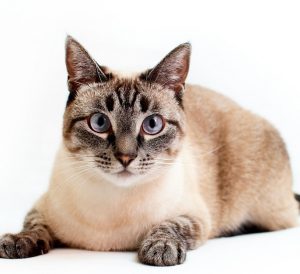 Изящный домашний питомец с уникальным окрасом Сиамская кошка: подробное описание всех цветов