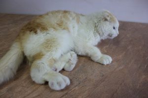 Опасная остеохондродисплазия шотландских вислоухих кошек не приговор!
