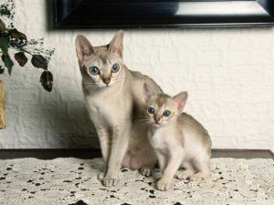 Сингапура: кошка, занесенная в Книгу Рекордов Гиннеса за миниатурные размеры