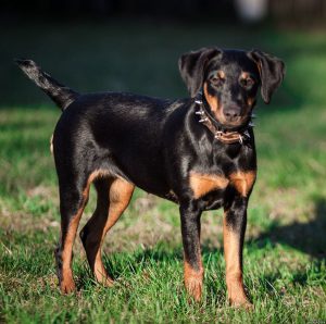 Здоровая и умная собака для охоты и охраны Ягдтерьер гладкошерстный: описание и характер породы